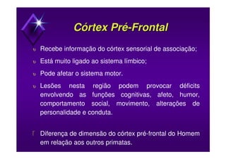 Córtex PréCórtex Pré--FrontalFrontal
υ Recebe informação do córtex sensorial de associação;
υ Está muito ligado ao sistema límbico;
υ Pode afetar o sistema motor.
υ Lesões nesta região podem provocar déficits
envolvendo as funções cognitivas, afeto, humor,
comportamento social, movimento, alterações de
personalidade e conduta.
 Diferença de dimensão do córtex pré-frontal do Homem
em relação aos outros primatas.
 