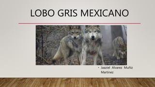 LOBO GRIS MEXICANO
• Jaaziel Alvarez Muñiz
Martinez
 