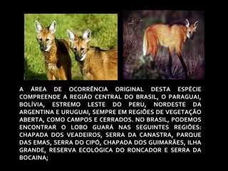 A ÁREA DE OCORRÊNCIA ORIGINAL DESTA ESPÉCIE 
COMPREENDE A REGIÃO CENTRAL DO BRASIL, O PARAGUAI, 
BOLÍVIA, ESTREMO LESTE DO PERU, NORDESTE DA 
ARGENTINA E URUGUAI, SEMPRE EM REGIÕES DE VEGETAÇÃO 
ABERTA, COMO CAMPOS E CERRADOS. NO BRASIL, PODEMOS 
ENCONTRAR O LOBO GUARÁ NAS SEGUINTES REGIÕES: 
CHAPADA DOS VEADEIROS, SERRA DA CANASTRA, PARQUE 
DAS EMAS, SERRA DO CIPÓ, CHAPADA DOS GUIMARÃES, ILHA 
GRANDE, RESERVA ECOLÓGICA DO RONCADOR E SERRA DA 
BOCAINA; 
 