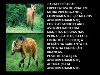 CARACTERÍSTICAS: 
EXPECTATIVA DE VIDA: EM 
MÉDIA VIVEM 20 ANOS; 
COMPRIMENTO: 1,20 METROS 
APROXIMADAMENTE; 
COR: CASTANHO CLARO 
AVERMELHADO COM 
MANCHAS NEGRAS NAS 
PERNAS, CALDAS, PATAS E 
FOCINHO E PESCOÇO; A 
REGIÃO DA GARGANTA E A 
PONTA DA CAUDA SÃO 
BRANCAS. 
PESO: DE 20 A 25 KG 
APROXIMADAMENTE; 
ALTURA: 70 CM 
APROXIMADAMENTE. 
 