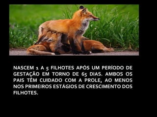 NASCEM 1 A 5 FILHOTES APÓS UM PERÍODO DE 
GESTAÇÃO EM TORNO DE 65 DIAS. AMBOS OS 
PAIS TÊM CUIDADO COM A PROLE, AO MENOS 
NOS PRIMEIROS ESTÁGIOS DE CRESCIMENTO DOS 
FILHOTES. 
 