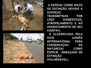 A ESPÉCIE CORRE RISCO 
DE EXTINÇÃO DEVIDO A 
DOENÇAS 
TRANSMITIDAS POR 
CÃES DOMÉSTICOS, 
ATROPELAMENTO E AO 
DESMATAMENTO DE SEU 
HABITAT; 
É CLASSIFICADA PELA 
IUCN (UNIÃO 
INTERNACIONAL PARA 
CONSERVAÇÃO DA 
NATUREZA) COMO 
ESPÉCIE AMEAÇADA DE 
EXTINÇÃO 
(VULNERÁVEL). 
) 
 