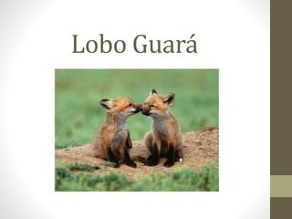 Lobo Guará 
 