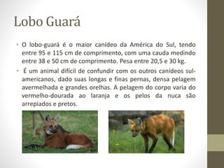 Lobo Guará 
• O lobo-guará é o maior canídeo da América do Sul, tendo 
entre 95 e 115 cm de comprimento, com uma cauda medindo 
entre 38 e 50 cm de comprimento. Pesa entre 20,5 e 30 kg. 
• É um animal difícil de confundir com os outros canídeos sul-americanos, 
dado suas longas e finas pernas, densa pelagem 
avermelhada e grandes orelhas. A pelagem do corpo varia do 
vermelho-dourada ao laranja e os pelos da nuca são 
arrepiados e pretos. 
 
