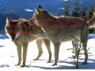 Existe um par dominante (par ALFA), que geralmente acasalam para toda a vida, e usualmente, apenas o par ALFA se reproduz.