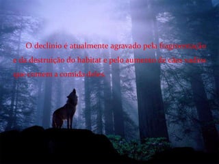   O declínio é atualmente agravado pela fragmentação e da destruição do habitat e pelo aumento de cães vadios  que comem a comida deles.