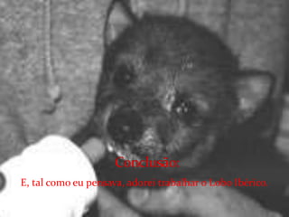 Conclusão:  E, tal como eu pensava, adorei trabalhar o Lobo Ibérico.