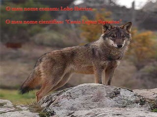 O meu nome comum: Lobo Ibérico. O meu nome cientifico: “Canis Lupus Signatos”.