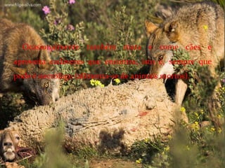 Ocasionalmente também mata e come cães e aproveita cadáveres que encontra, isto é, sempre que pode é necrófago (alimenta-se de animais mortos).