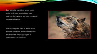 Este animal é mamífero, tem o corpo
coberto de pelo acastanhado mas,
quando são jovens, o seu pelo é cinzento
durante o Inverno.
Usa as suas patas para se deslocar nas
florestas onde vive. Normalmente, vive
em alcateia e em grupo caçam e
defendem o seu território.
 