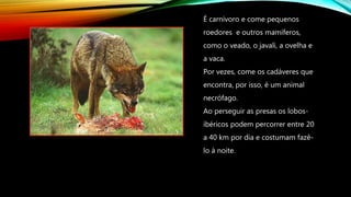 É carnívoro e come pequenos
roedores e outros mamíferos,
como o veado, o javali, a ovelha e
a vaca.
Por vezes, come os cadáveres que
encontra, por isso, é um animal
necrófago.
Ao perseguir as presas os lobos-
ibéricos podem percorrer entre 20
a 40 km por dia e costumam fazê-
lo à noite.
 