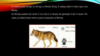 O macho pode atingir os 40 kg e a fêmea 30 kg. A cabeça dele é maior que a da
fêmea.
As fêmeas podem ter entre 5 a 6 crias e o tempo de gestação é de 2 meses. Por
vezes, os lobos lutam entre si para conquistar as fêmeas.
 