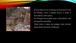O lince-ibérico é um animal que se encontra em vias
de extinção, como o tubarão branco, o koala, o
lince-ibérico, entre outros.
Em Portugal, não se pode caçar o lobo-ibérico, mas
em Espanha é permitido.
Todos temos o dever de proteger estes animais,
senão deixam de existir na Natureza.
 
