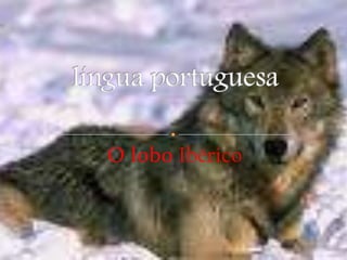 O lobo Ibérico língua portuguesa 