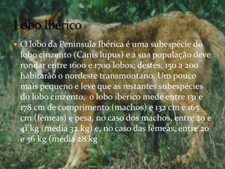 O lobo da Península Ibérica é uma subespécie do lobo cinzento (Canis lupus) e a sua população deve rondar entre 1600 e 1700 lobos; destes, 150 a 200 habitarão o nordeste transmontano. Um pouco mais pequeno e leve que as restantes subespécies do lobo cinzento,  o lobo ibérico mede entre 131 e 178 cm de comprimento (machos) e 132 cm e 165 cm (fêmeas) e pesa, no caso dos machos, entre 20 e 41 kg (média 32 kg) e, no caso das fêmeas, entre 20 e 36 kg (média 28 kgLobo Ibérico