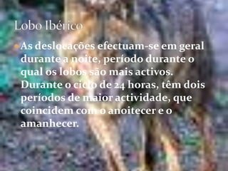 As deslocações efectuam-se em geral durante a noite, período durante o qual os lobos são mais activos. Durante o ciclo de 24 horas, têm dois períodos de maior actividade, que coincidem com o anoitecer e o amanhecer.Lobo Ibérico