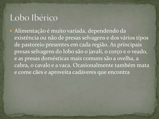Alimentação é muito variada, dependendo da existência ou não de presas selvagens e dos vários tipos de pastoreio presentes em cada região. As principais presas selvagens do lobo são o javali, o corço e o veado, e as presas domésticas mais comuns são a ovelha, a cabra, o cavalo e a vaca. Ocasionalmente também mata e come cães e aproveita cadáveres que encontraLobo Ibérico