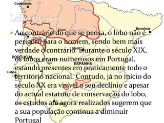 Ao contrário do que se pensa, o lobo não é perigoso para o homem, sendo bem mais verdade o contrário. Durante o século XIX, os lobos eram numerosos em Portugal, estando presentes em praticamente todo o território nacional. Contudo, já no início do século XX era visível o seu declínio e apesar do actual estatuto de conservação do lobo, os estudos até agora realizados sugerem que a sua população continua a diminuir PortugalLobo Ibérico
