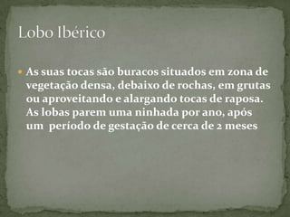 As suas tocas são buracos situados em zona de vegetação densa, debaixo de rochas, em grutas ou aproveitando e alargando tocas de raposa. As lobas parem uma ninhada por ano, após um  período de gestação de cerca de 2 mesesLobo Ibérico