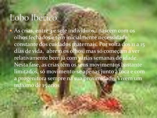 As crias, entre 3 e sete indivíduos,  nascem com os olhos fechados e têm inicialmente necessidade constante dos cuidados maternais. Por volta dos 11 a 15 dias de vida,  abrem os olhos, mas só começam a ver relativamente bem já com várias semanas de idade. Nesta fase, as crias têm os seus movimentos bastante limitados, só movimento-se apenas junto à toca e com a progenitora sempre na sua proximidade. Vivem um máximo de 15 anosLobo Ibérico
