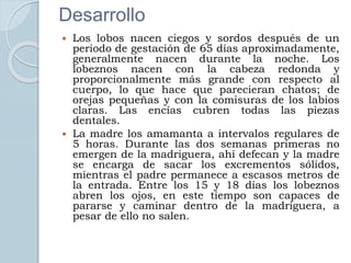 Desarrollo
 Los lobos nacen ciegos y sordos después de un
periodo de gestación de 65 días aproximadamente,
generalmente nacen durante la noche. Los
lobeznos nacen con la cabeza redonda y
proporcionalmente más grande con respecto al
cuerpo, lo que hace que parecieran chatos; de
orejas pequeñas y con la comisuras de los labios
claras. Las encías cubren todas las piezas
dentales.
 La madre los amamanta a intervalos regulares de
5 horas. Durante las dos semanas primeras no
emergen de la madriguera, ahí defecan y la madre
se encarga de sacar los excrementos sólidos,
mientras el padre permanece a escasos metros de
la entrada. Entre los 15 y 18 días los lobeznos
abren los ojos, en este tiempo son capaces de
pararse y caminar dentro de la madriguera, a
pesar de ello no salen.
 