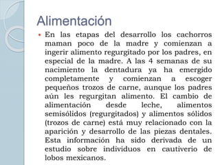 Alimentación
 En las etapas del desarrollo los cachorros
maman poco de la madre y comienzan a
ingerir alimento regurgitado por los padres, en
especial de la madre. A las 4 semanas de su
nacimiento la dentadura ya ha emergido
completamente y comienzan a escoger
pequeños trozos de carne, aunque los padres
aún les regurgitan alimento. El cambio de
alimentación desde leche, alimentos
semisólidos (regurgitados) y alimentos sólidos
(trozos de carne) está muy relacionado con la
aparición y desarrollo de las piezas dentales.
Esta información ha sido derivada de un
estudio sobre individuos en cautiverio de
lobos mexicanos.
 