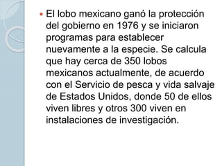  El lobo mexicano ganó la protección
del gobierno en 1976 y se iniciaron
programas para establecer
nuevamente a la especie. Se calcula
que hay cerca de 350 lobos
mexicanos actualmente, de acuerdo
con el Servicio de pesca y vida salvaje
de Estados Unidos, donde 50 de ellos
viven libres y otros 300 viven en
instalaciones de investigación.
 