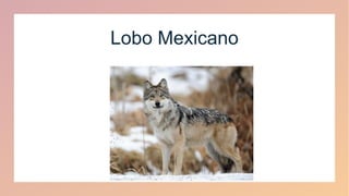 Lobo Mexicano
 