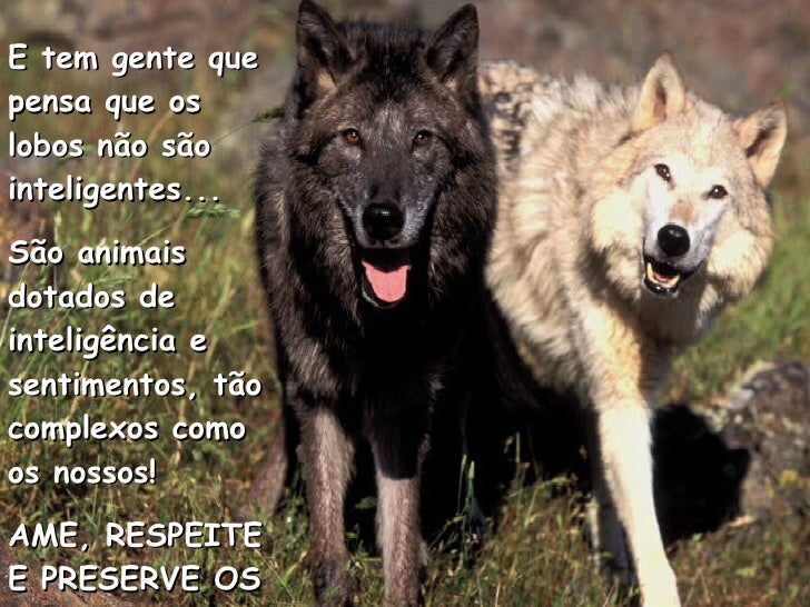lobos-29-728.jpg?cb=1206300195
