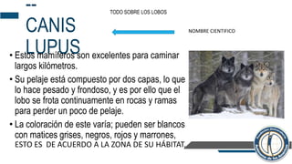 --
CANIS
LUPUS• Estos mamíferos son excelentes para caminar
largos kilómetros.
• Su pelaje está compuesto por dos capas, lo que
lo hace pesado y frondoso, y es por ello que el
lobo se frota continuamente en rocas y ramas
para perder un poco de pelaje.
• La coloración de este varía; pueden ser blancos
con matices grises, negros, rojos y marrones,
ESTO ES DE ACUERDO A LA ZONA DE SU HÁBITAT.
NOMBRE CIENTIFICO
TODO SOBRE LOS LOBOS
 