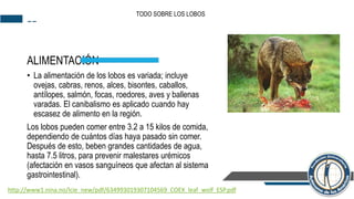 --
ALIMENTACIÓN
• La alimentación de los lobos es variada; incluye
ovejas, cabras, renos, alces, bisontes, caballos,
antílopes, salmón, focas, roedores, aves y ballenas
varadas. El canibalismo es aplicado cuando hay
escasez de alimento en la región.
Los lobos pueden comer entre 3.2 a 15 kilos de comida,
dependiendo de cuántos días haya pasado sin comer.
Después de esto, beben grandes cantidades de agua,
hasta 7.5 litros, para prevenir malestares urémicos
(afectación en vasos sanguíneos que afectan al sistema
gastrointestinal).
TODO SOBRE LOS LOBOS
http://www1.nina.no/lcie_new/pdf/634993019307104569_COEX_leaf_wolf_ESP.pdf
 