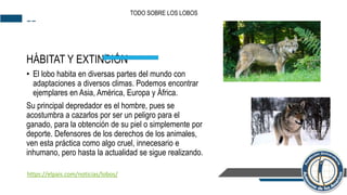--
HÁBITAT Y EXTINCIÓN
• El lobo habita en diversas partes del mundo con
adaptaciones a diversos climas. Podemos encontrar
ejemplares en Asia, América, Europa y África.
Su principal depredador es el hombre, pues se
acostumbra a cazarlos por ser un peligro para el
ganado, para la obtención de su piel o simplemente por
deporte. Defensores de los derechos de los animales,
ven esta práctica como algo cruel, innecesario e
inhumano, pero hasta la actualidad se sigue realizando.
TODO SOBRE LOS LOBOS
https://elpais.com/noticias/lobos/
 