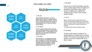 --
1. Lobo gris
Pesa alrededor de 55 kilos y, si bien el
adjetivo ‘gris’ se debe a su pelaje, también
los hay negros, blancos y rojizos. Tienen el
hocico y la cabeza estrechos en relación a
otras especies y son un poco más lentos
que los demás.
2. Lobo Ibérico
Como su propio nombre indica, esta raza
vive en la Península Ibérica, mayormente al
norte del Río Duero, y cabe reseñar que el
lobo ibérico se encuentra actualmente en
peligro de extinción.
3. Lobo Ártico
Este ejemplar es una subespecie del lobo
gris y su pelaje es completamente blanco
para camuflarse en la nieve. Se alimenta de
caribúes y bueyes almizcleros, y habita
principalmente en las gélidas zonas de
Alaska, Groenlandia y Canadá.
TODO SOBRE LOS LOBOS
RAZAS
4. Lobo árabe
Esta raza vive en la Península Arábiga, sobre todo
en Iraq, Jordania, Egipto e Israel. Con respecto a la
alimentación, ingiere liebres, ovejas, cabras y
carroña. Su población se ha extendido tras
prohibirse la caza en Omán, si bien no forman
grandes manadas.
5. Lobo rojo
Debe su nombre al color de su pelaje marrón rojizo y
presenta una marca blanca alrededor de la boca, mientras
que, por otra parte, la cabeza y las orejas presentan un gran
tamaño. Si nos referimos a su hábitat, esta especie se
desarrolla
en Carolina del Norte y del Sur (Estados Unidos).
6. Lobo etíope
Por último, el lobo etíope se confunde con los
chacales debido a su contextura física y su tamaño
mediano. Tiene el hocico más puntiagudo que otras
especies y el manto de su pelaje puede ser rojo,
blanco o marrón.
LOBO
ARTICO
LOBO
GRIS
LOBO
IBERICO
LOBO
ARABE
LOBO
ETILOPE
LOBO
ROJO
 