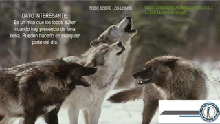 TODO SOBRE LOS LOBOS
DATO INTERESANTE:
Es un mito que los lobos aúllen
cuando hay presencia de luna
llena. Pueden hacerlo en cualquier
parte del día.
https://digital.csic.es/bitstream/10261/1
12313/11/canlup_v5.pdf
 