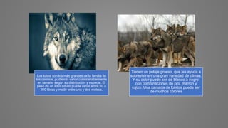 Lobos | PPTX | Dogs | Pets