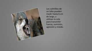 Los colmillos de
un lobo pueden
medir hasta 6 cm
de largo, y
utilizan la cola
para transmitir
fuerza, sumisión,
agresión y miedo.
 