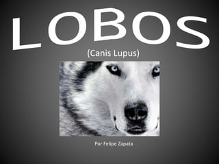 (Canis Lupus)
Por Felipe Zapata
 