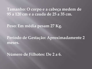 Tamanho: O corpo e a cabeça medem de
95 a 120 cm e a cauda de 25 a 35 cm.
Peso: Em média pesam 27 Kg.
Período de Gestação: Aproximadamente 2
meses.
Número de Filhotes: De 2 a 6.
 