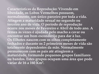Características da Reprodução: Vivendo em
liberdade, os Lobos Vermelhos possuem,
normalmente, um único parceiro por toda a vida.
Atingem a maturidade sexual no segundo ou
terceiro ano de vida. O período de reprodução
ocorre nos meses de Fevereiro e Abril de todo ano. A
fêmea às vezes é ajudada pelo macho a cavar ou
encontrar um bom esconderijo para dar à luz.
Os filhotes nascem com os olhos completamente
fechados e durante os 2 primeiros meses de vida são
totalmente dependentes da mãe. Normalmente
permanecem com os pais até atingirem a
maturidade, formando pequenos grupos familiares
ou bandos. Estes grupos ocupam uma área que pode
variar de 16 a 160 Km2.
 