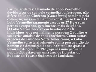 Particularidades: Chamado de Lobo Vermelho
devido a cor de sua pele vermelha ou ferrugem, não
difere do Lobo Cinzento (Canis lupus) somente pela
coloração, mas em tamanho e constituição física. O
Lobo Vermelho raramente excede os 27 Kg e suas
pernas e corpo são, geralmente, mais delgados.
O Lobo Vermelho vive em bandos de 2 a 8
indivíduos, que normalmente possuem 2 adultos e
suas crias atuais e de anos anteriores. Como outras
espécies de canídeos Norte Americanos, o Lobo
Vermelho sofre terrivelmente com a perseguição do
homem e a destruição de seu habitat. Isto quase o
levou à extinção. Em 1970, apenas uma pequena
população restava em uma área de florestas do
Sudeste do Texas e Sudoeste de Louisiana.
 