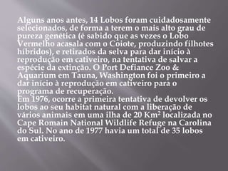 Alguns anos antes, 14 Lobos foram cuidadosamente
selecionados, de forma a terem o mais alto grau de
pureza genética (é sabido que as vezes o Lobo
Vermelho acasala com o Coiote, produzindo filhotes
híbridos), e retirados da selva para dar início à
reprodução em cativeiro, na tentativa de salvar a
espécie da extinção. O Port Defiance Zoo &
Aquarium em Tauna, Washington foi o primeiro a
dar início à reprodução em cativeiro para o
programa de recuperação.
Em 1976, ocorre a primeira tentativa de devolver os
lobos ao seu habitat natural com a liberação de
vários animais em uma ilha de 20 Km2 localizada no
Cape Romain National Wildlife Refuge na Carolina
do Sul. No ano de 1977 havia um total de 35 lobos
em cativeiro.
 