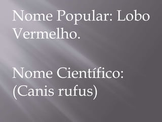 Nome Popular: Lobo
Vermelho.
Nome Científico:
(Canis rufus)
 