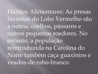 Hábitos Alimentares: As presas
favoritas do Lobo Vermelho são
a nutria, coelhos, pássaros e
outros pequenos roedores. No
entanto, a população
reintroduzida na Carolina do
Norte também caça guaxinins e
veados-de-rabo-branco.
 