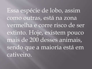 Essa espécie de lobo, assim
como outras, está na zona
vermelha e corre risco de ser
extinto. Hoje, existem pouco
mais de 200 desses animais,
sendo que a maioria está em
cativeiro.
 