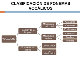 CLASIFICACIÓN DE FONEMAS
              VOCÁLICOS


                                            Anteriores
                             Movimiento
                             horizontal      Centrales

            Posición de la                  Posteriores
               lengua
                                             Cerradas
                             Movimiento
                              vertical        Medias
VOCÁLICOS
                                             Abiertas

                             Labializados
            Forma de los
               labios
                                 No
                             Labializados
 