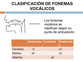 CLASIFICACIÓN DE FONEMAS
        VOCÁLICOS

                      Los fonemas
                      vocálicos se
                      clasifican según su
                      punto de articulación.

           Anteriores Centrales   Posteriore
                                  s
Cerrados      /i/                 /u/
Medios       /e/                  /o/
Abiertos                   /a/
 