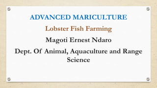 ADVANCED MARICULTURE
Lobster Fish Farming
Magoti Ernest Ndaro
Dept. Of Animal, Aquaculture and Range
Science
 