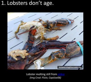 lobsters don't mate for life