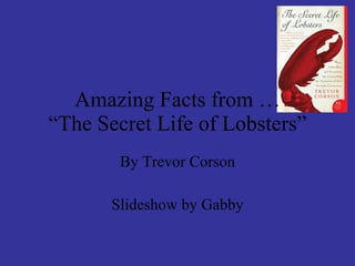 Amazing Facts from … “The Secret Life of Lobsters” By Trevor Corson Slideshow by Gabby 