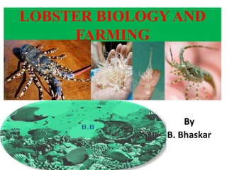 LOBSTER BIOLOGY AND
FARMING
By
B. Bhaskar
 